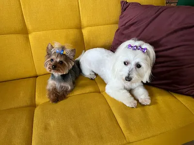 Fuks Studio fryzjer dla psa i kota